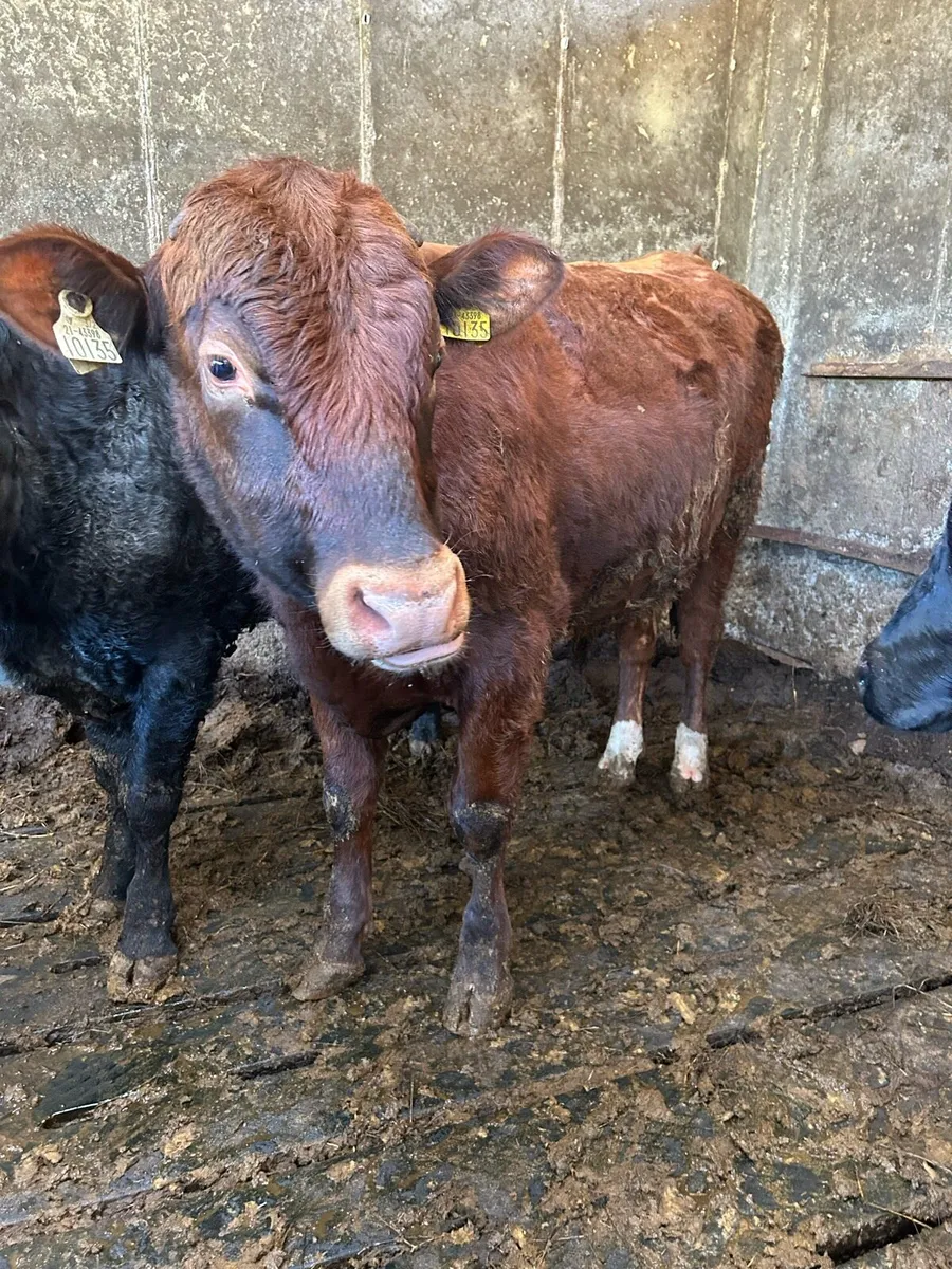 organic bullocks - Image 2