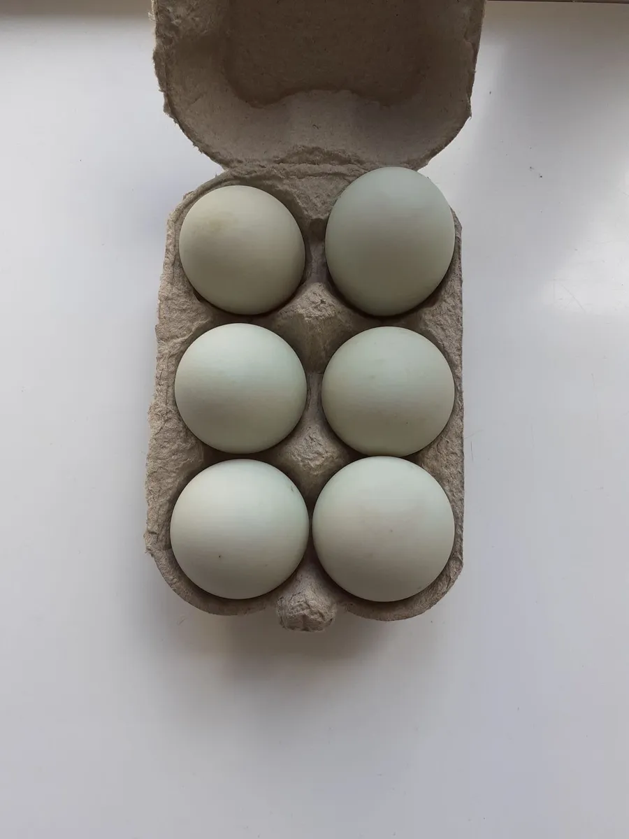 Runner & guinea hatching eggs & ducks - Image 2