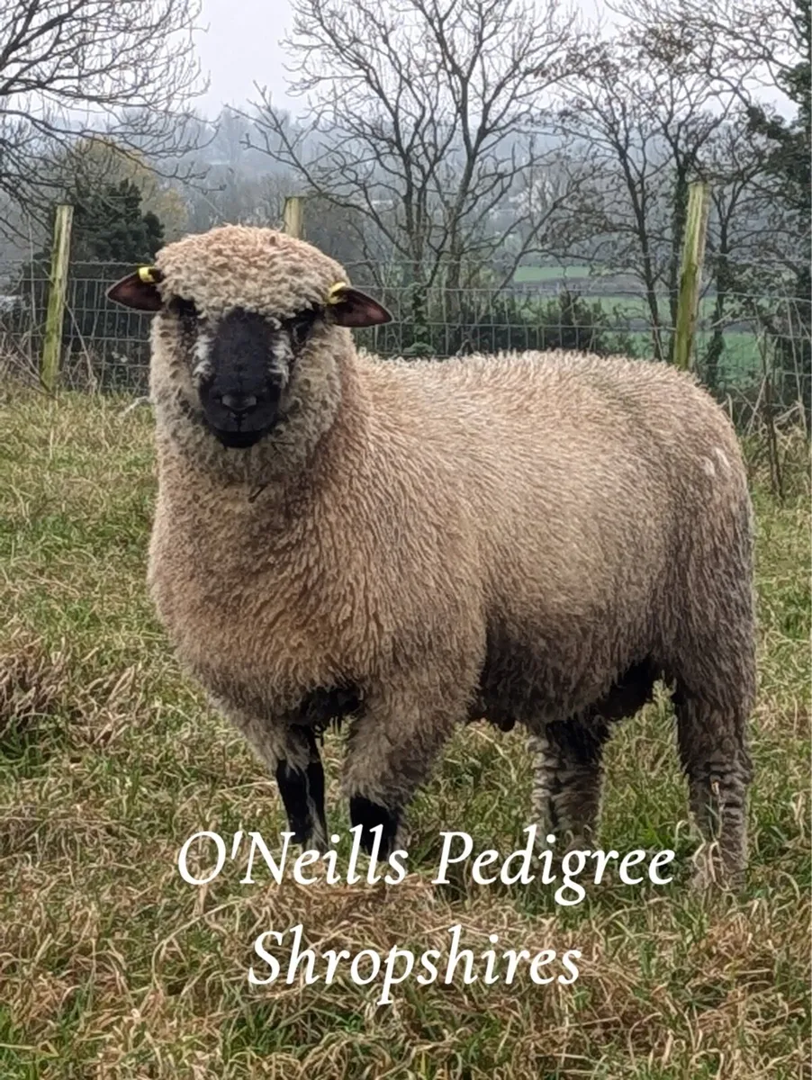 Pedigree Shropshire sheep