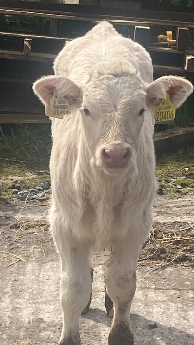 Charolais Bull - Image 2