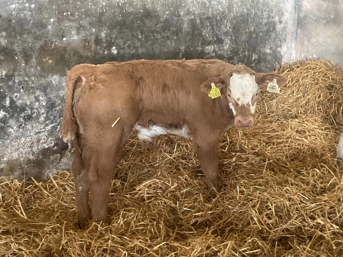 Charolais Bull - Image 4