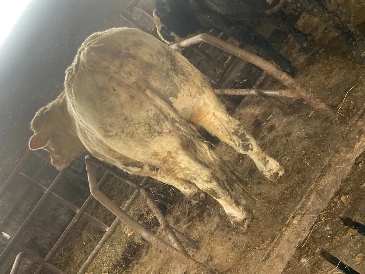 Charolais Bull - Image 3