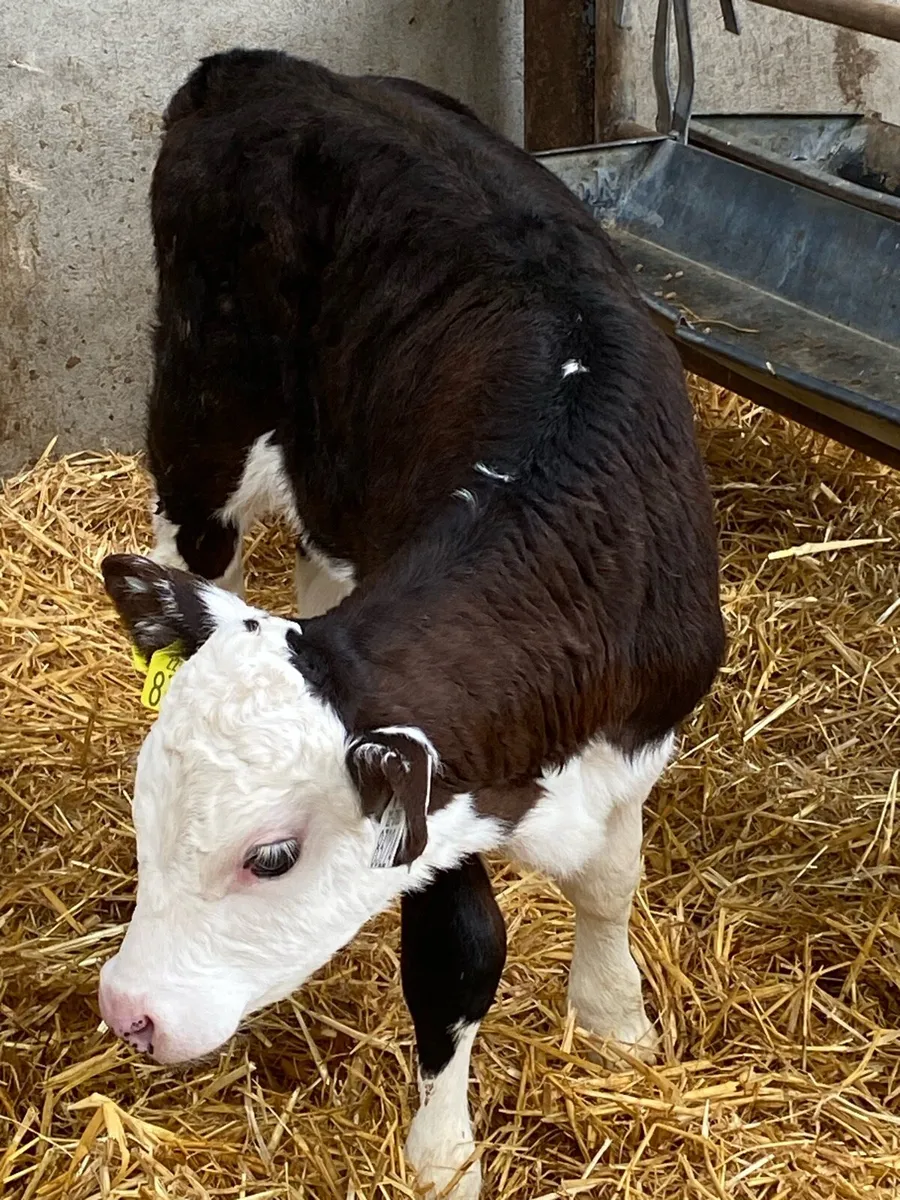 Calves For Sale - Image 1