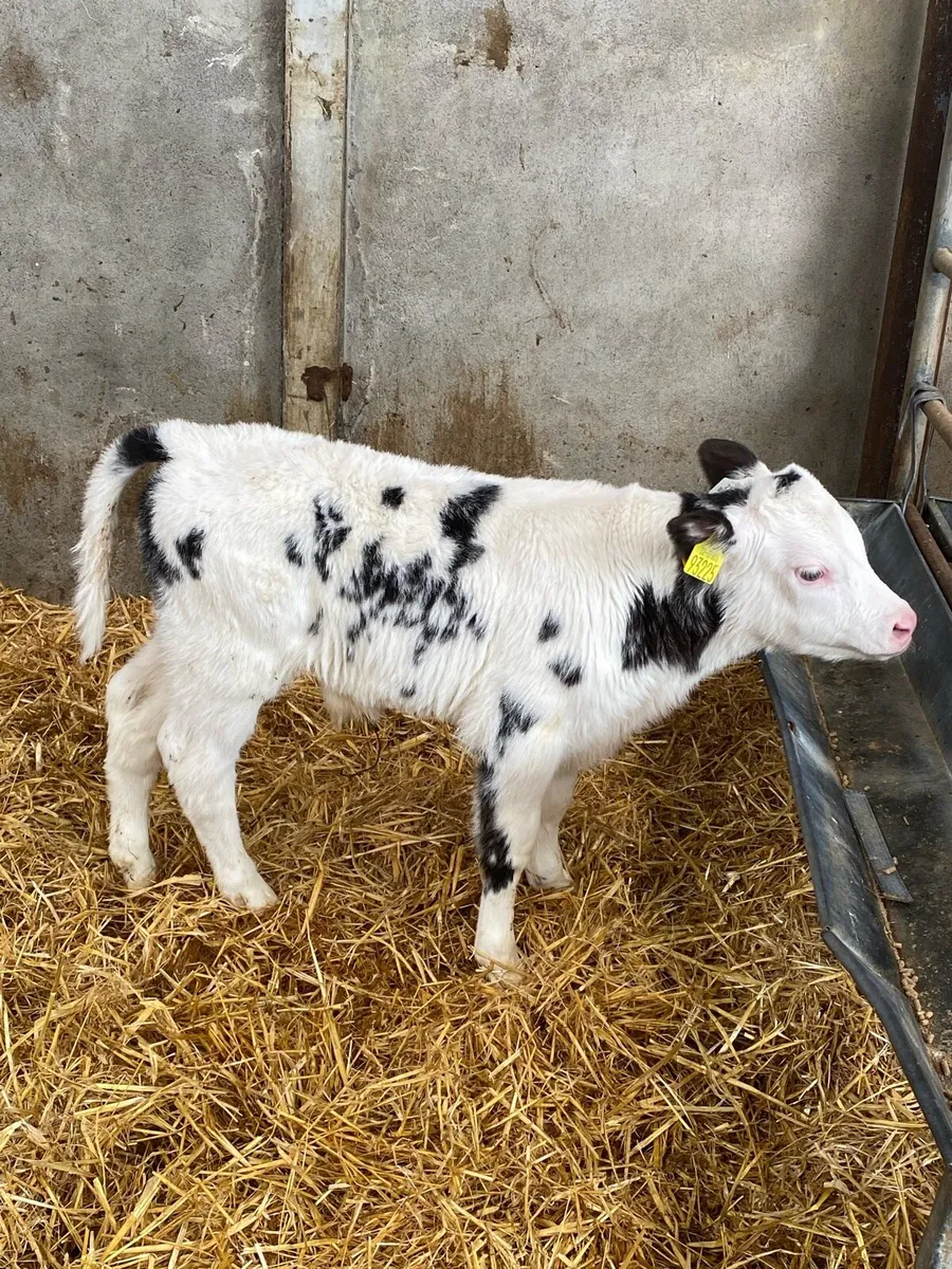 Calves For Sale - Image 4