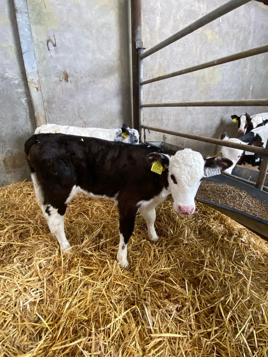 Calves For Sale - Image 3