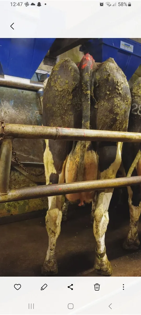 Friesian cows