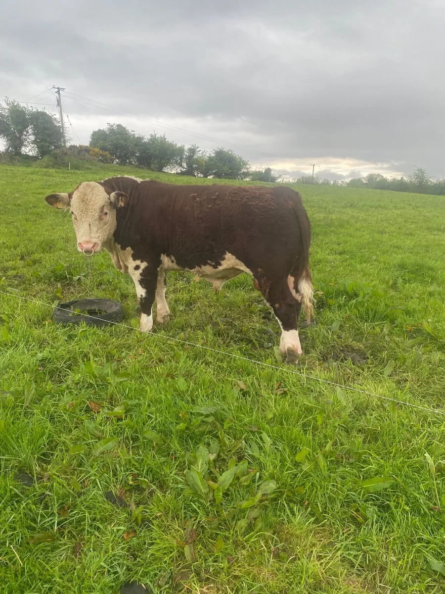 Hereford Bulls - Image 1