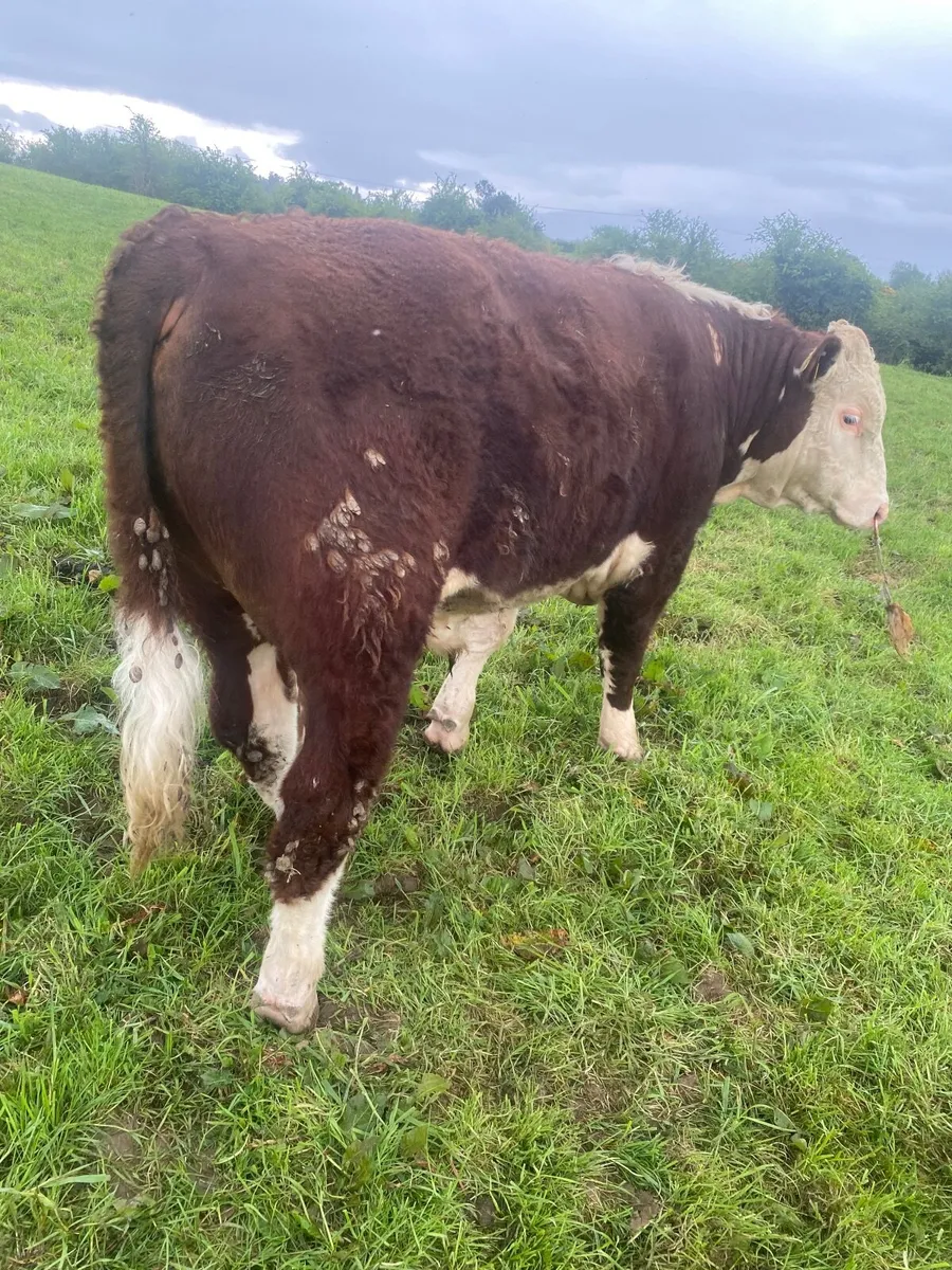 Hereford Bulls - Image 3