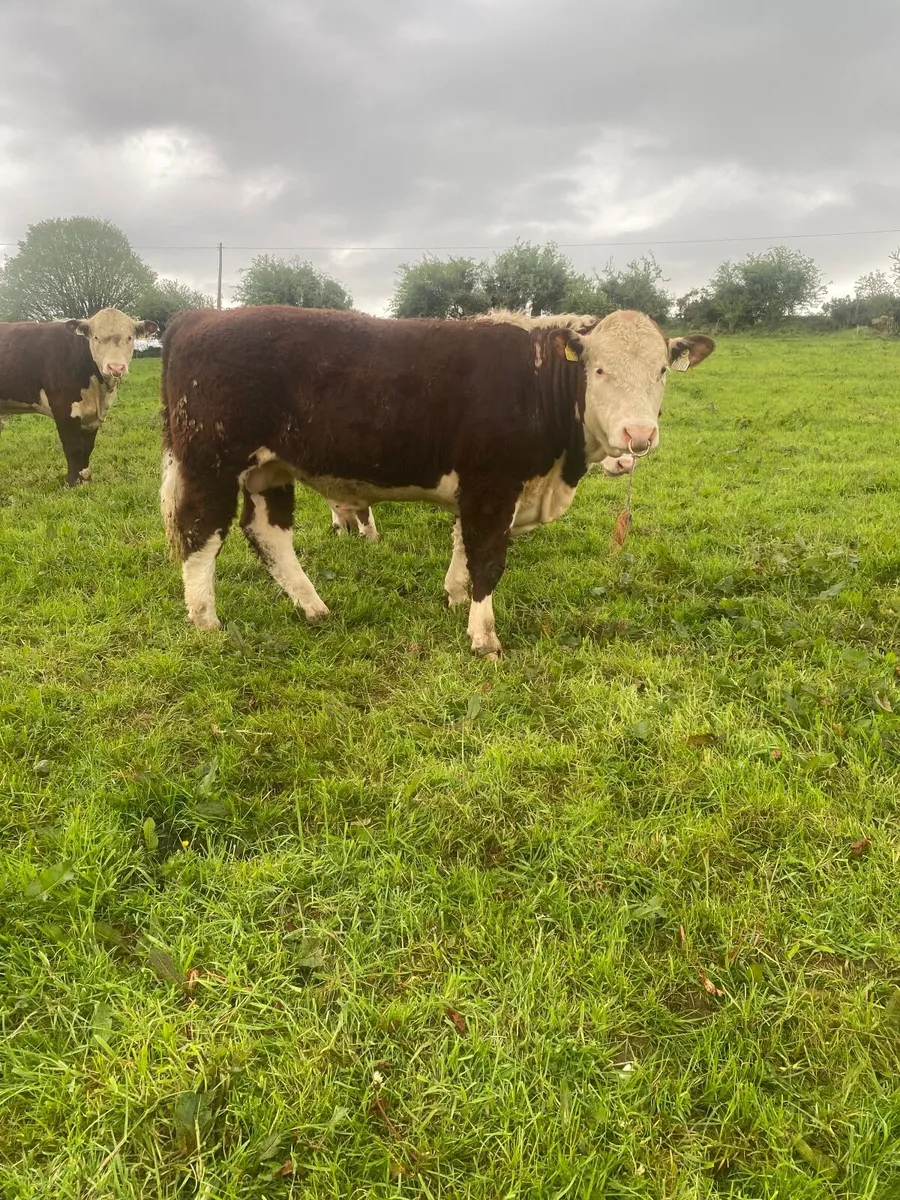 Hereford Bulls - Image 4