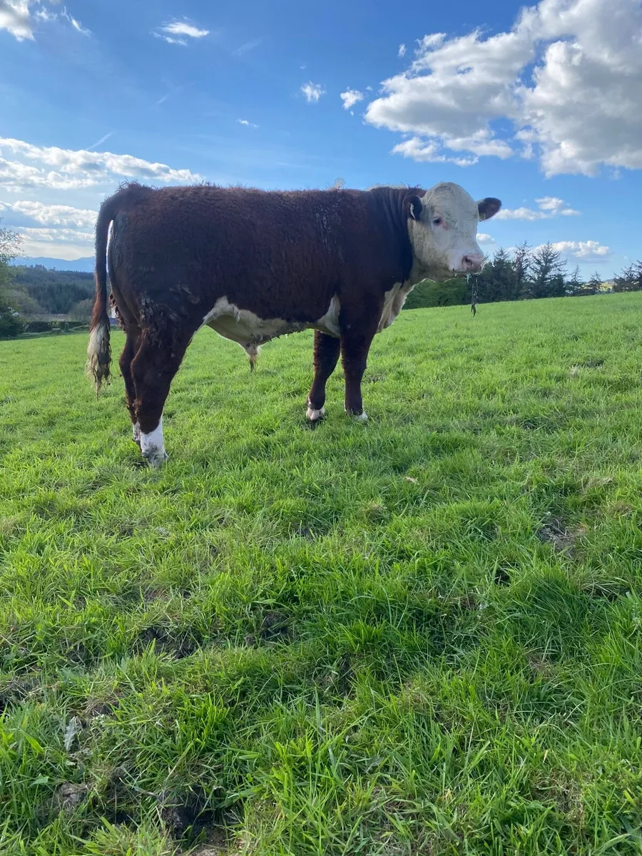 Hereford Bulls - Image 2