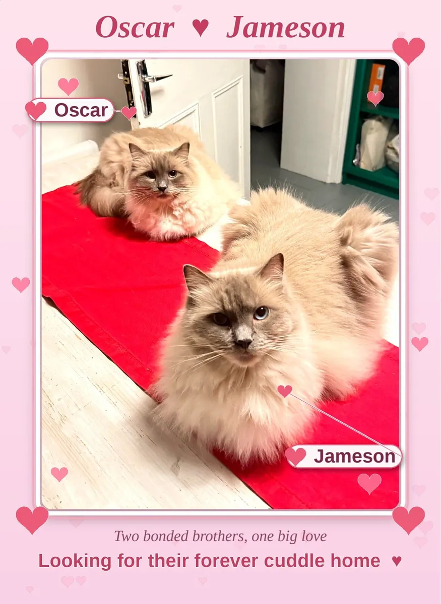 Ragdoll Brothers,Loving newhome needed,Indoor-Only