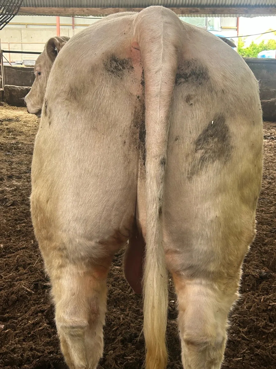 charolais bull - Image 2