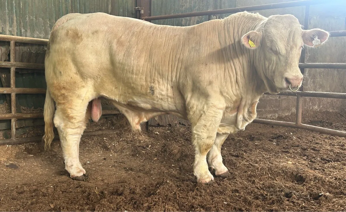 charolais bull - Image 1
