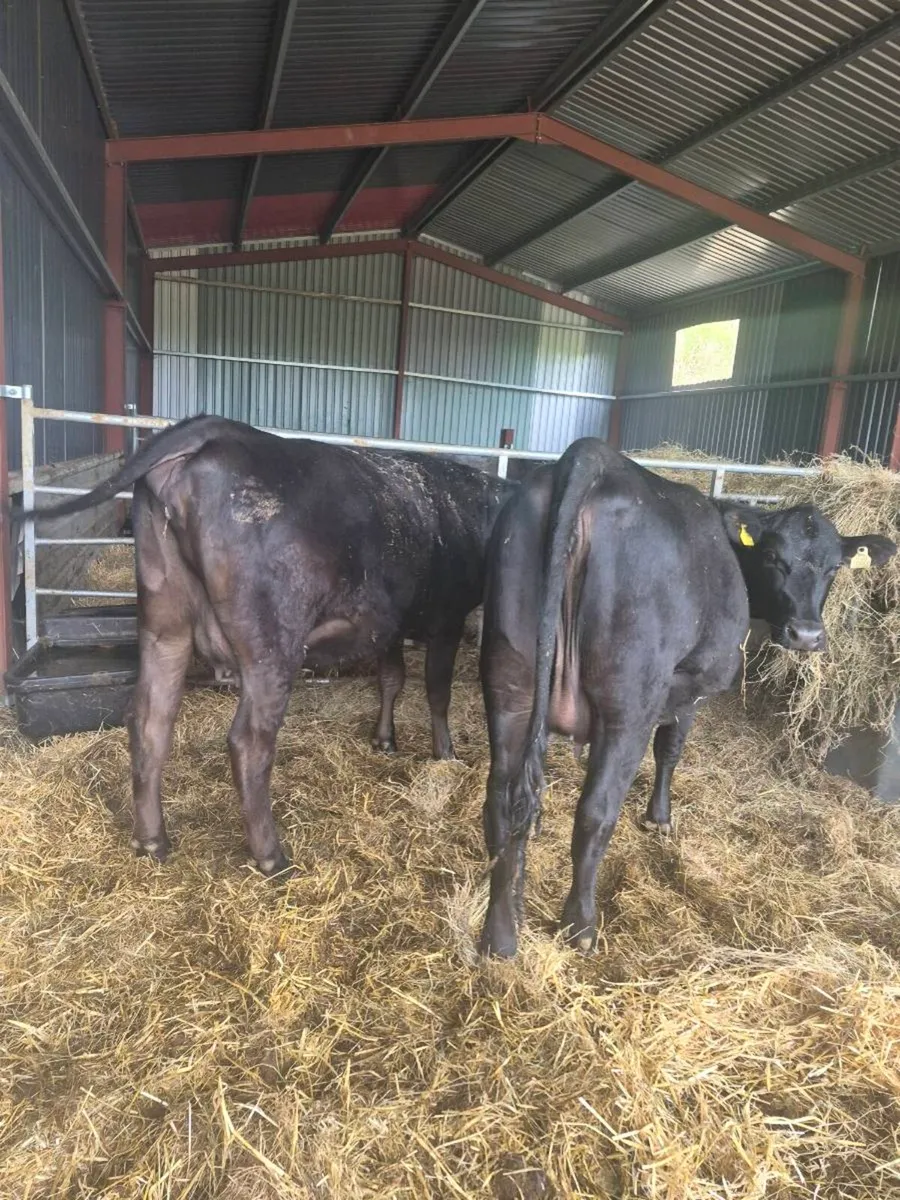 Angus incalf Heifers - Image 1