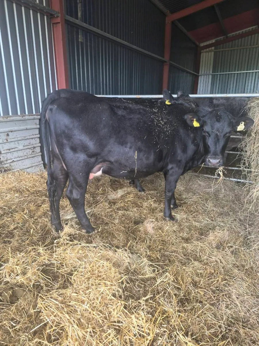 Angus incalf Heifers - Image 2