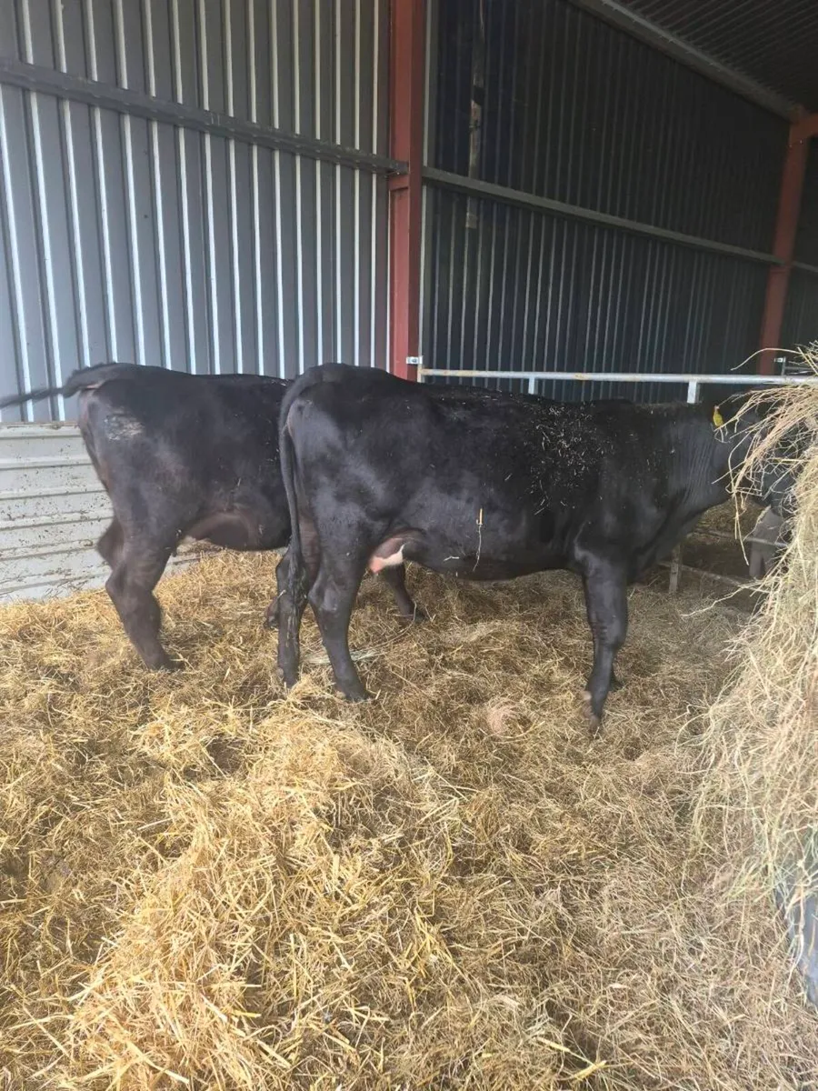 Angus incalf Heifers - Image 3