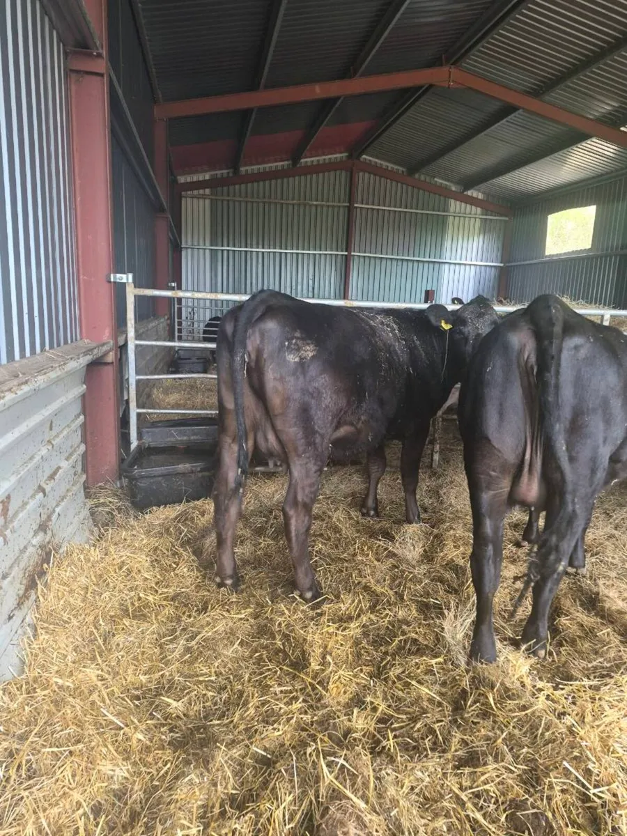 Angus incalf Heifers - Image 4