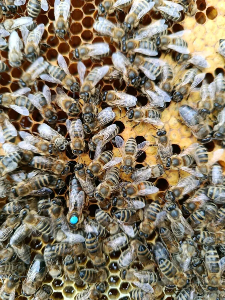 Bees - Image 1