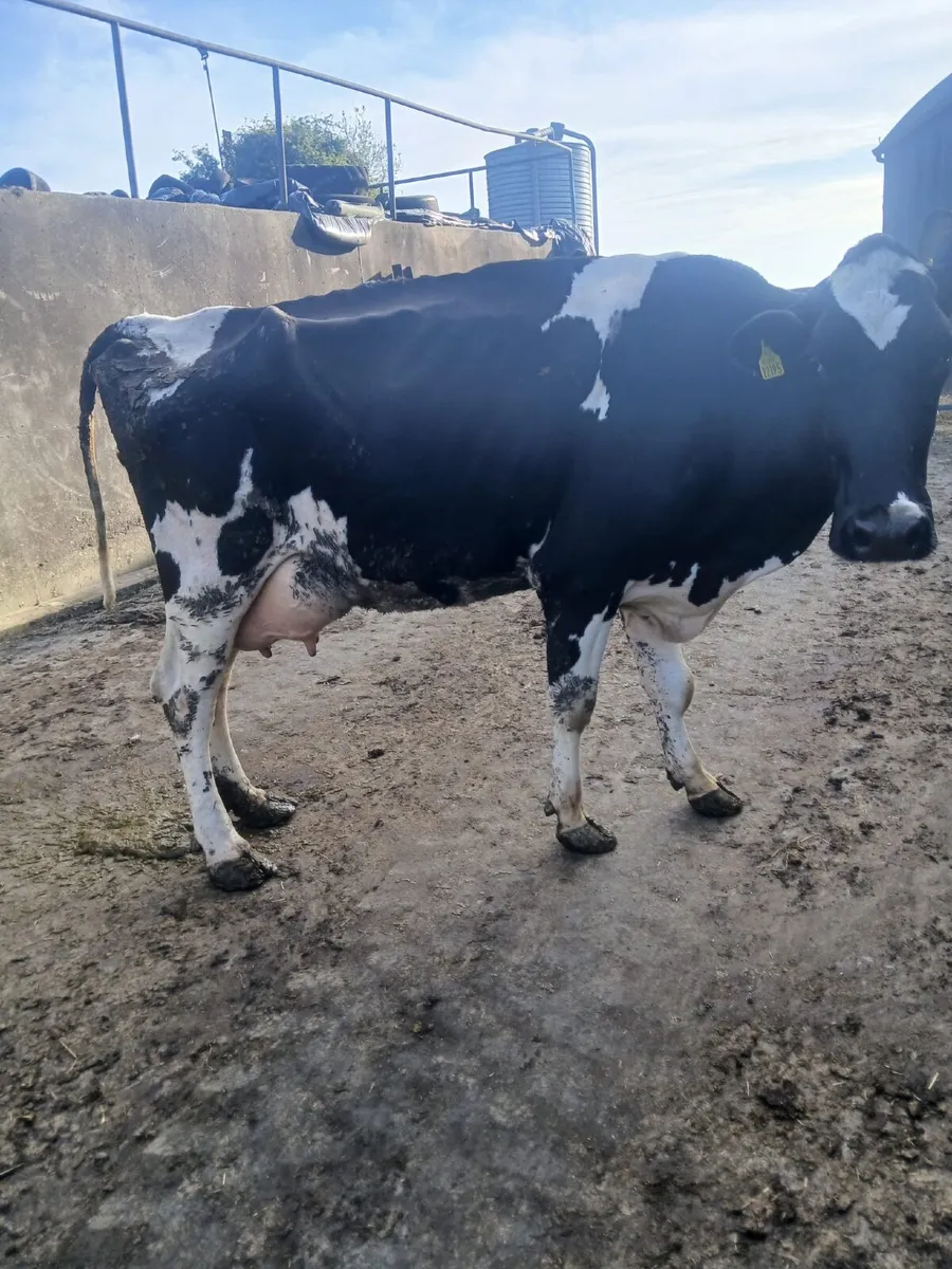 Cows to rear calves - Image 2