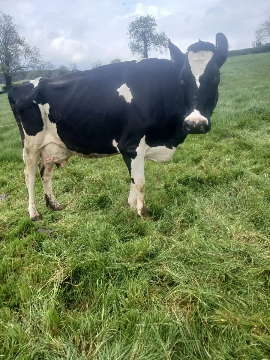Cows to rear calves - Image 1