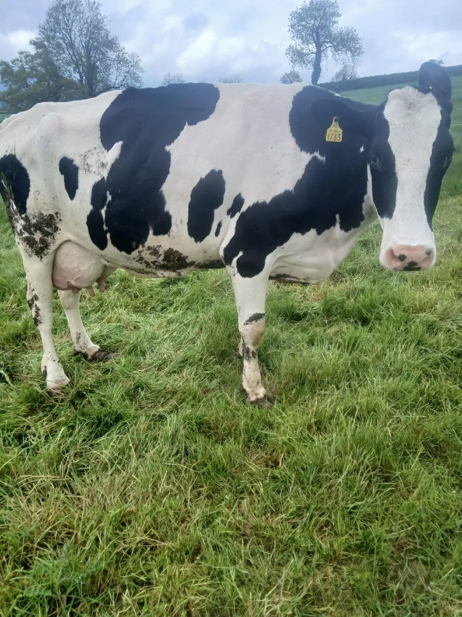 Cows to rear calves - Image 3