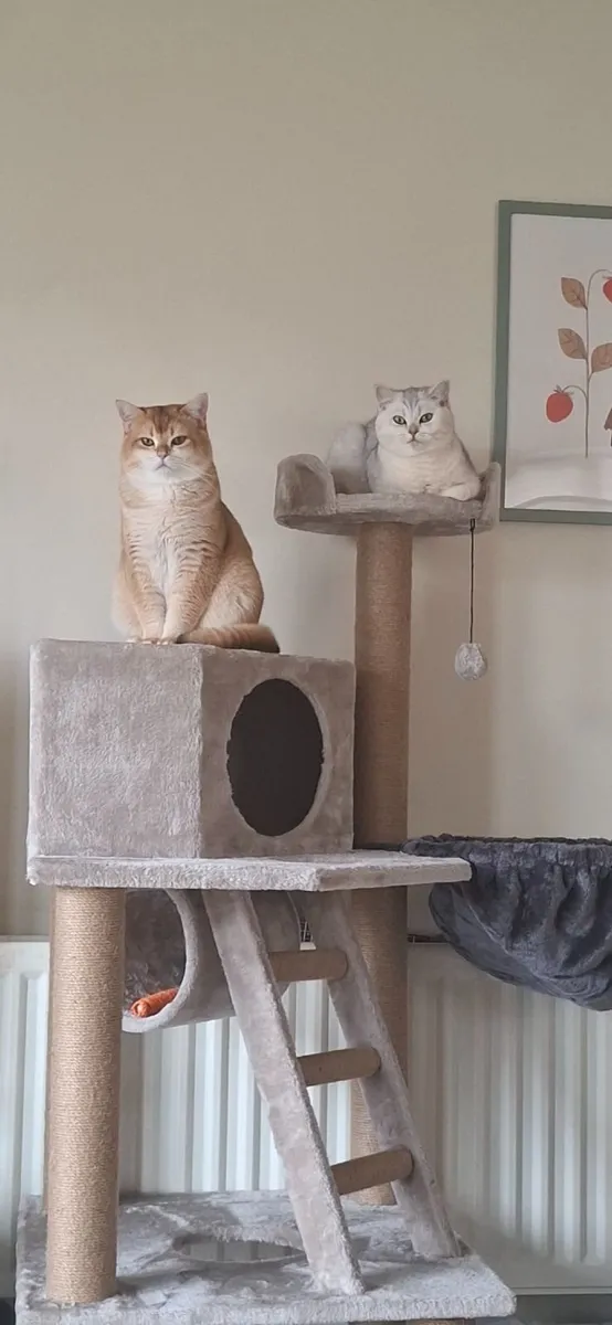 British Shorthair couple - Image 1