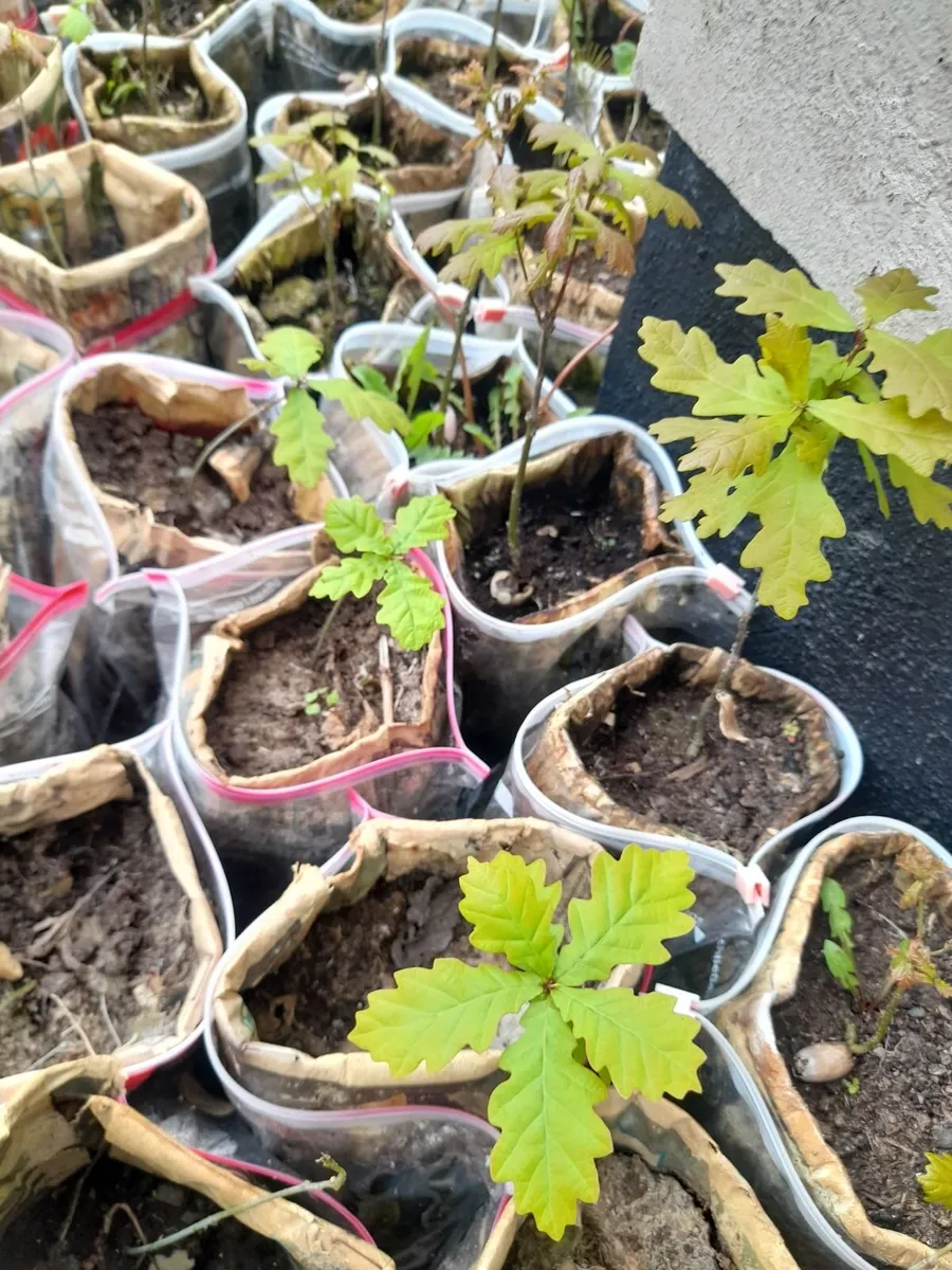 Oak Saplings - Image 1