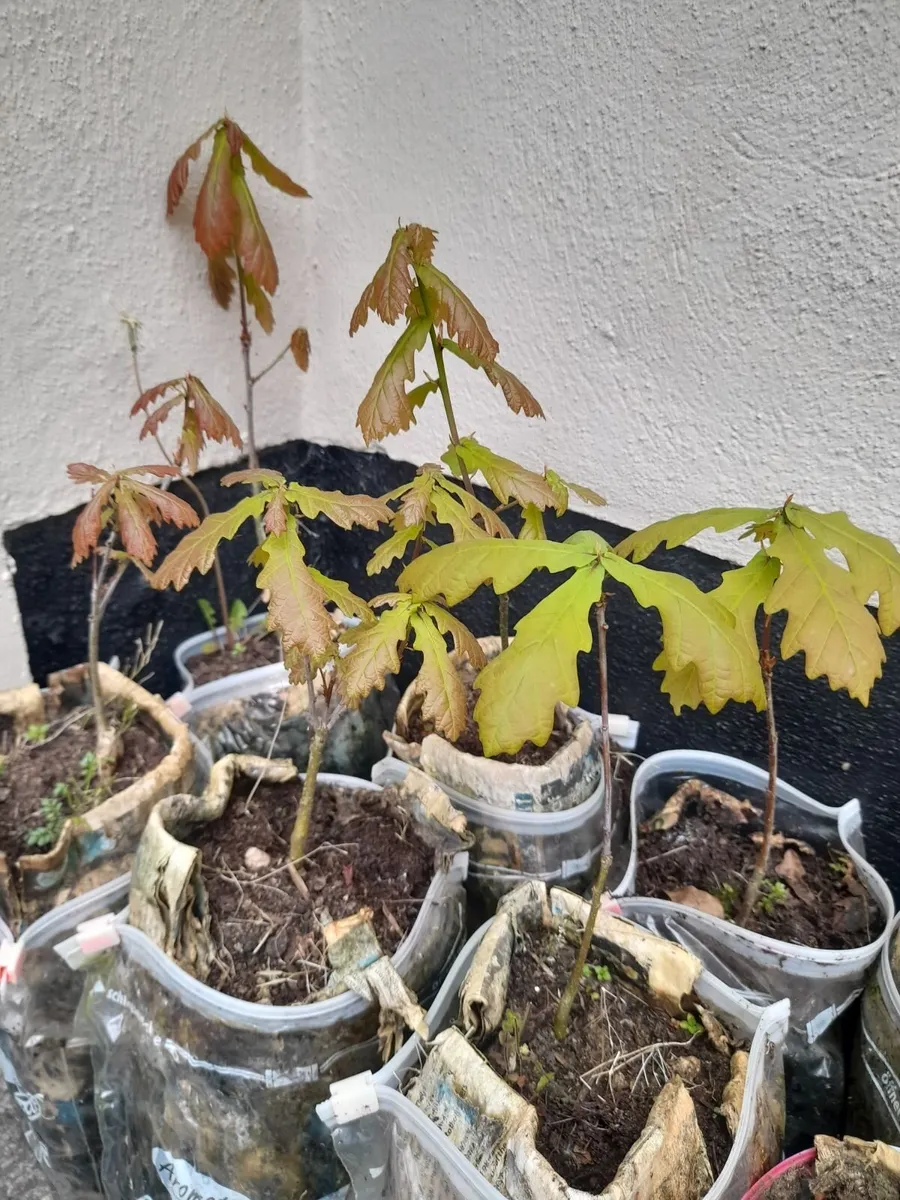 Oak Saplings - Image 2