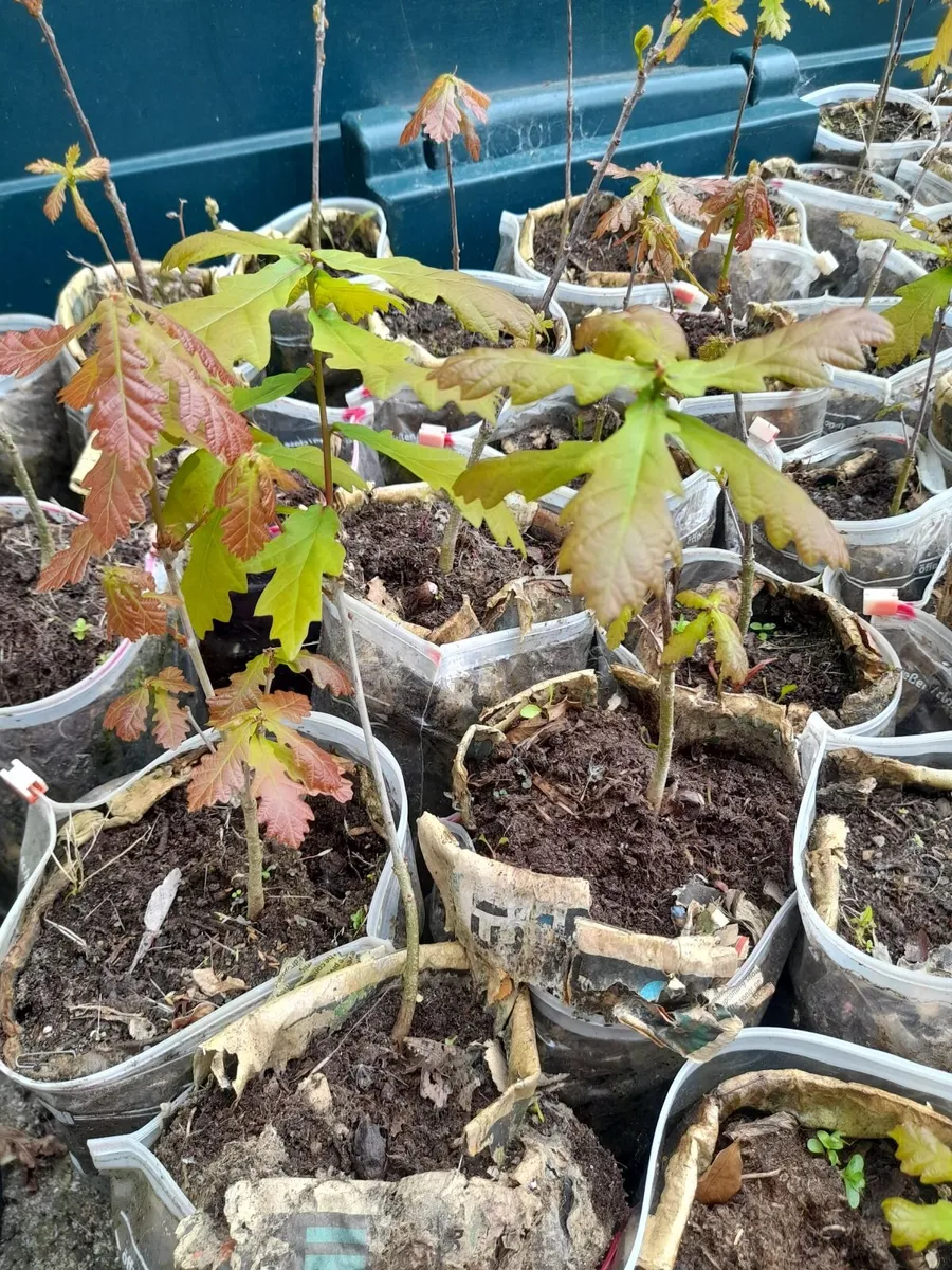 Oak Saplings - Image 3