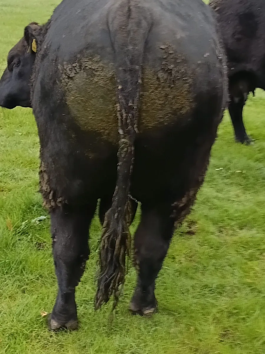 Angus bull - Image 4