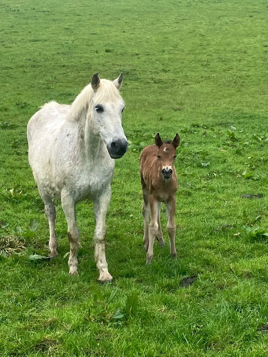 Connemara Mare - Image 1