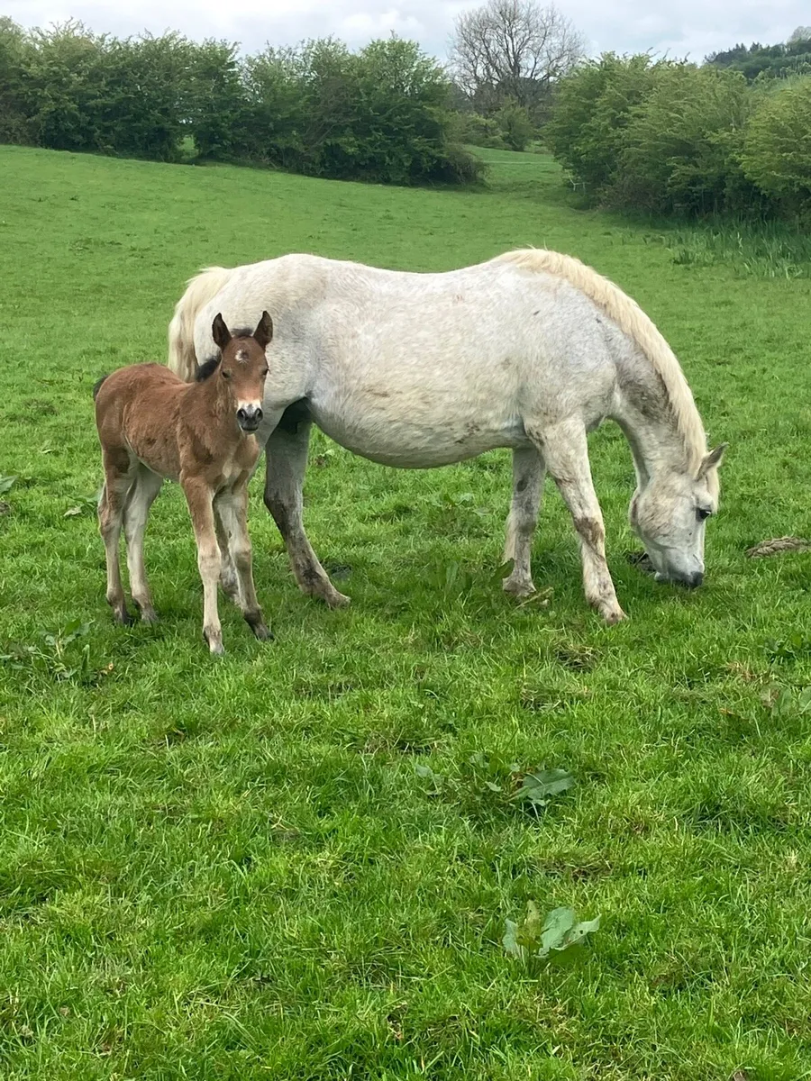 Connemara Mare - Image 2
