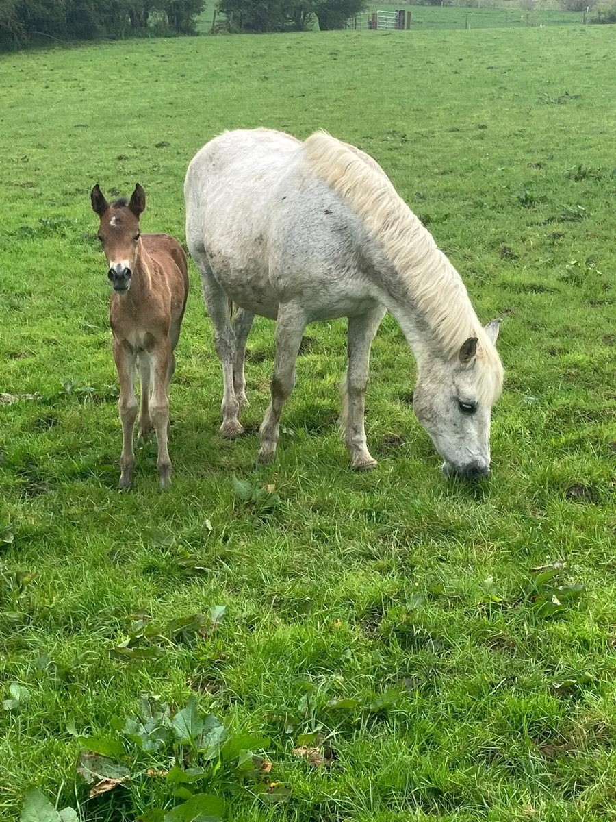 Connemara Mare - Image 3
