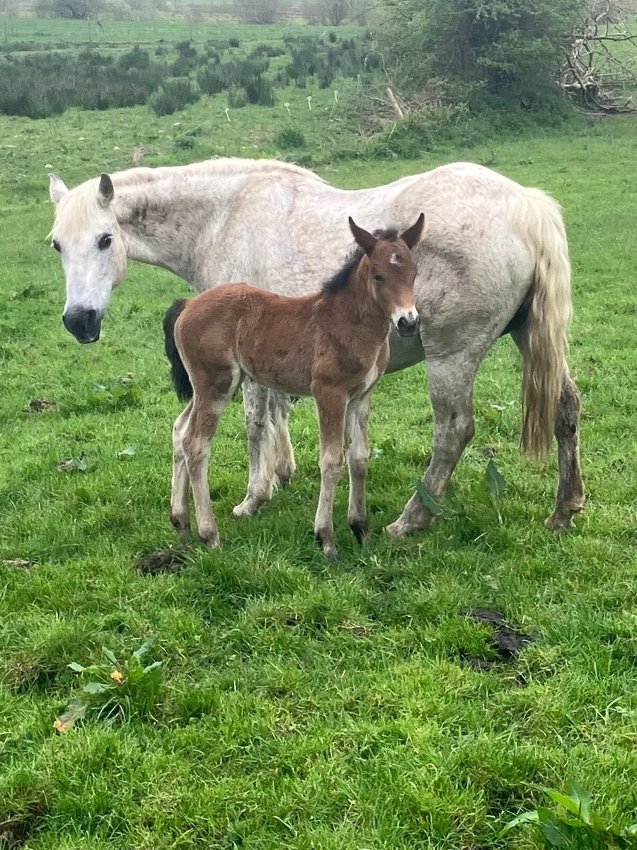 Connemara Mare - Image 4