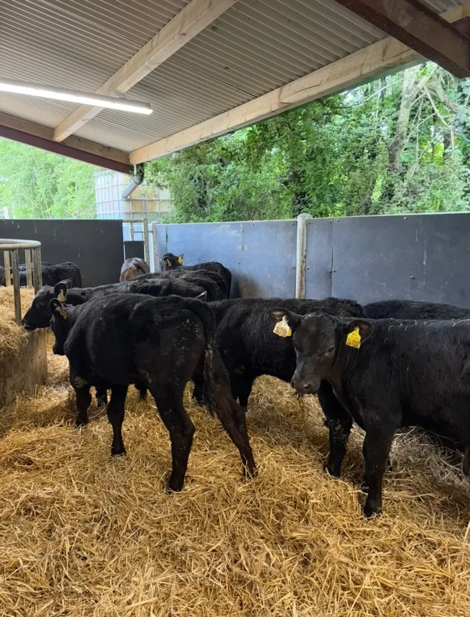 16 super bulls fully reared grass calves🔥🔥 - Image 3