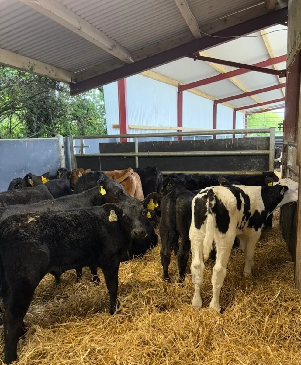 16 super bulls fully reared grass calves🔥🔥 - Image 4