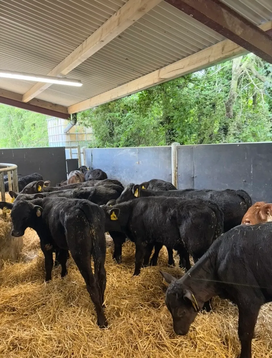16 super bulls fully reared grass calves🔥🔥 - Image 1