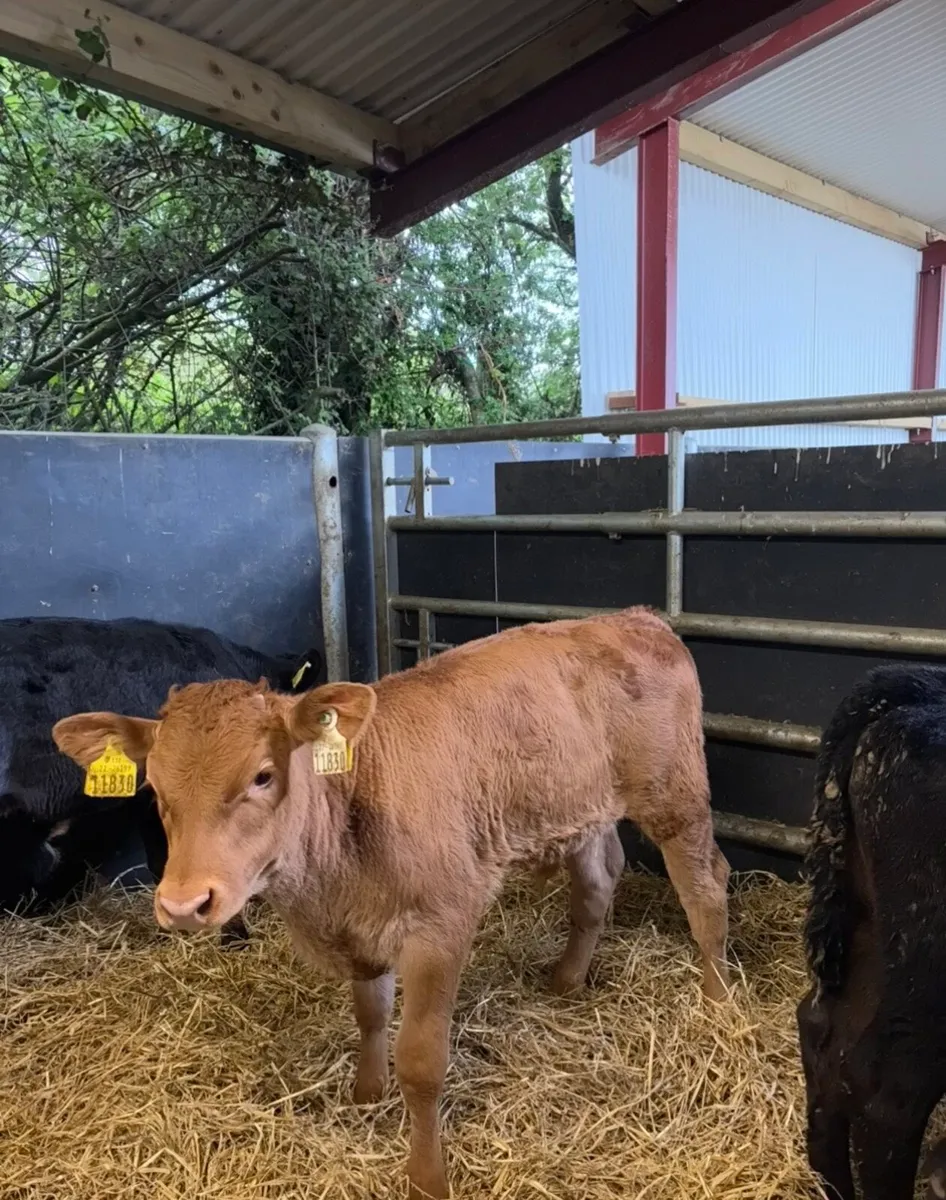 16 super bulls fully reared grass calves🔥🔥 - Image 2