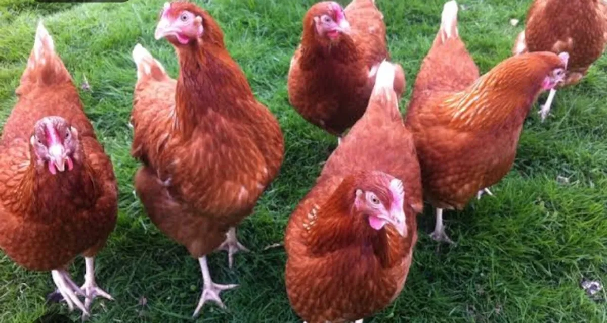 Hybrid Rhode island Red Pullets and Hatching eggs