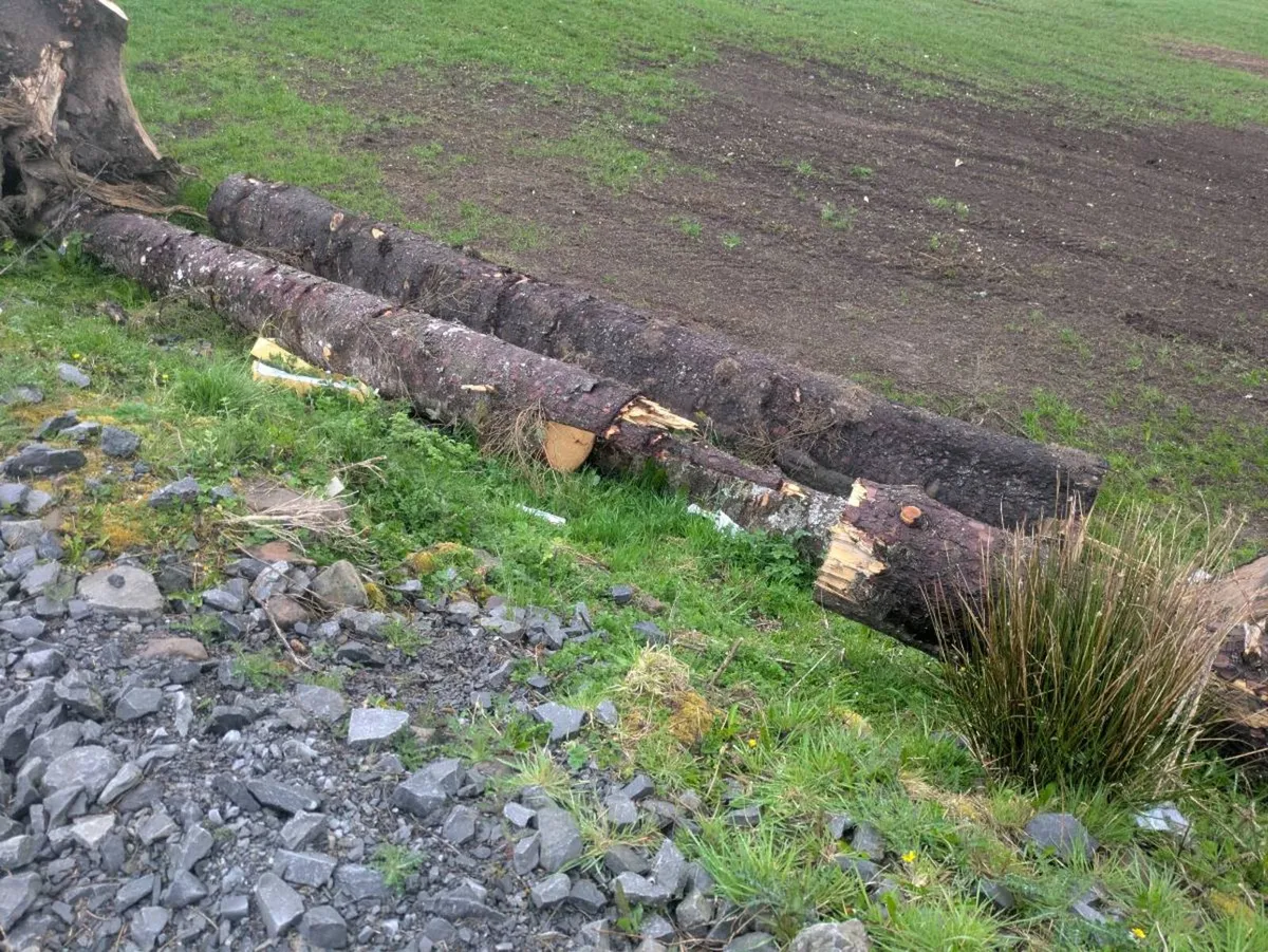 Fire wood - Image 3