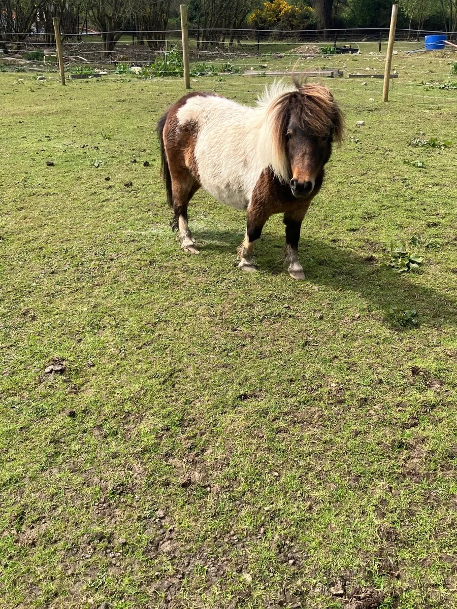 Miniature mares - Image 1