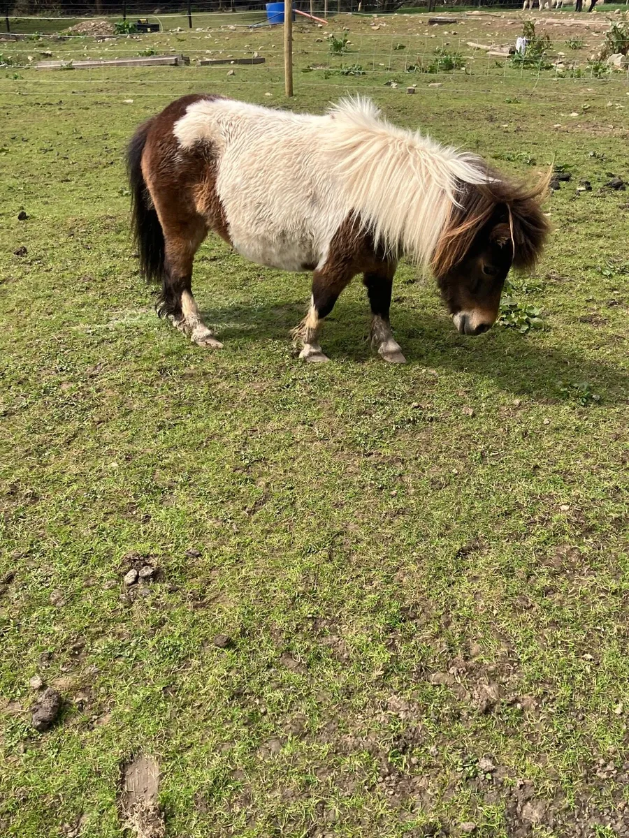 Miniature mares - Image 2