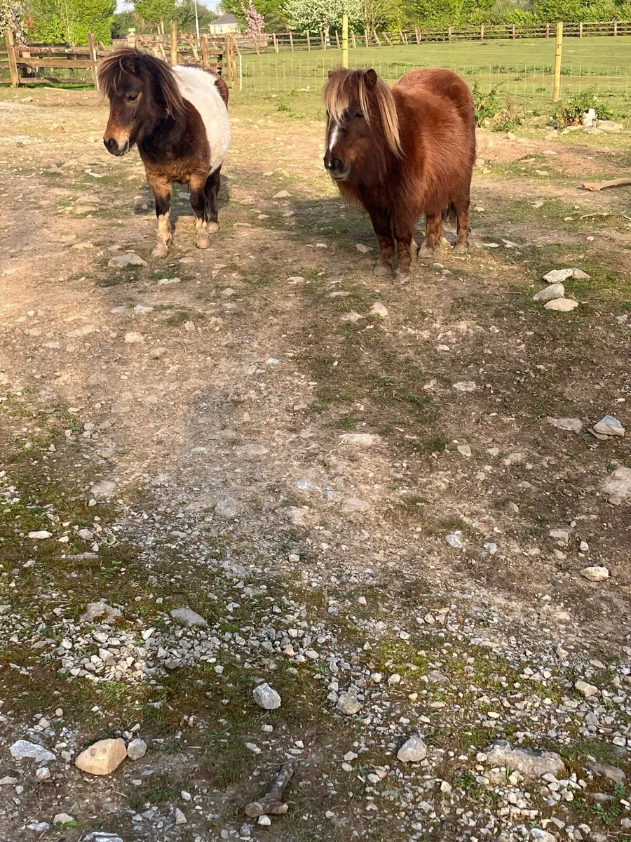 Miniature mares - Image 3