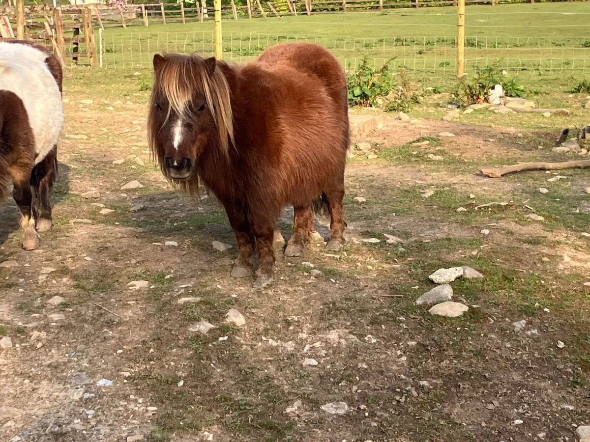 Miniature mares - Image 4