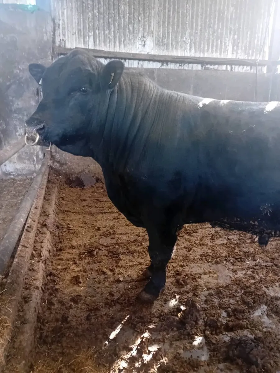 Angus bull for sale - Image 1