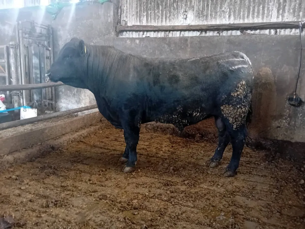 Angus bull for sale - Image 2