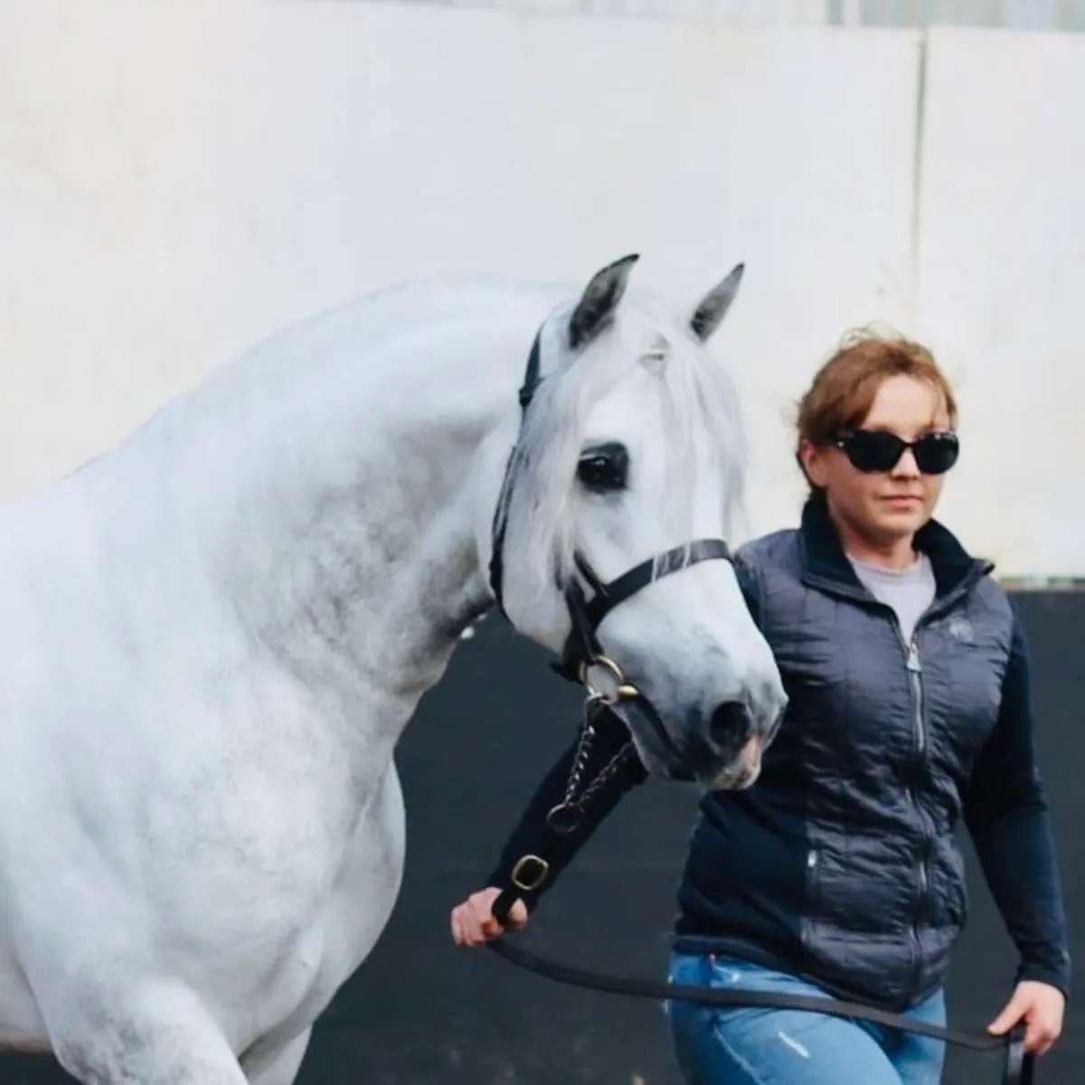 Rosedale Frankie - Class 1 N/N Stallion - At Stud - Image 4