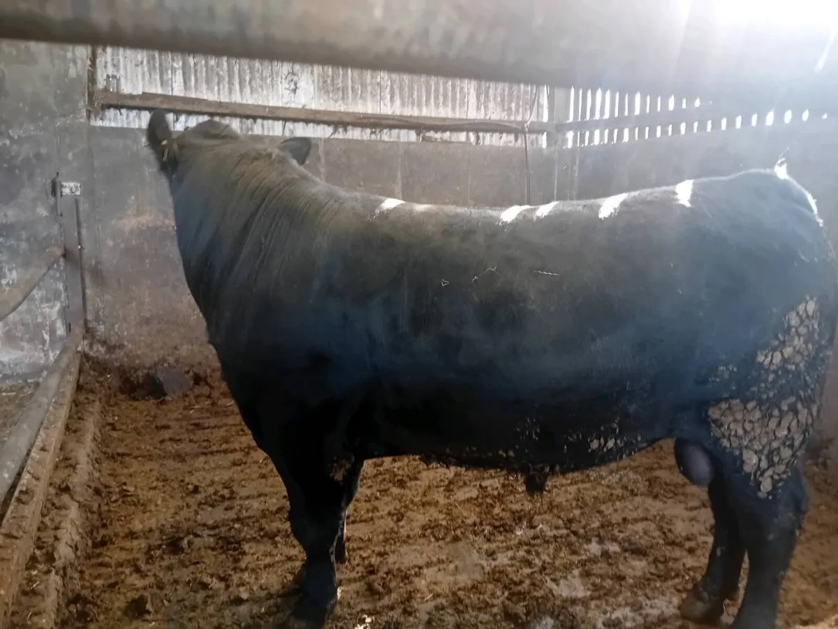 Angus bull for sale - Image 3