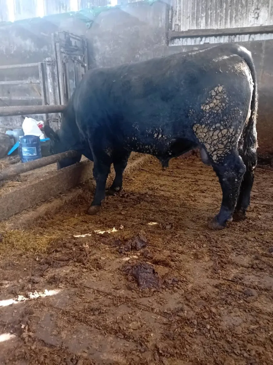 Angus bull for sale - Image 4