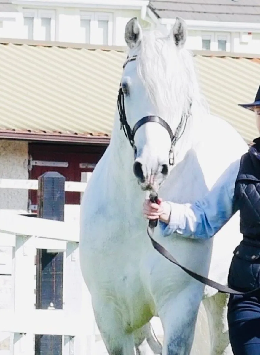 Rosedale Frankie - Class 1 N/N Stallion - At Stud - Image 2